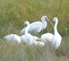 White Ibis and Egrets